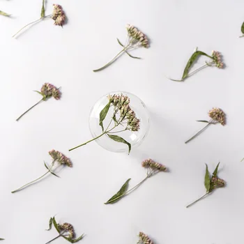 60 adet Preslenmiş Kurutulmuş Çiçek Eupatorium fortunei Turcz Herbaryum İmi Prop Takı Kartpostal Davetiye Kartı telefon kılıfı DIY