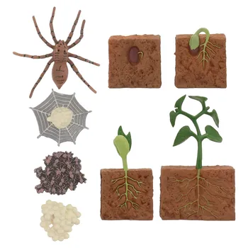 8 Adet Örümcek Büyüme Döngüsü Hayvan Büyüme Döngüsü Biyolojik Model Oyuncaklar Çocuklar Bilişsel Hayvan Figürleri Eğitim Seti